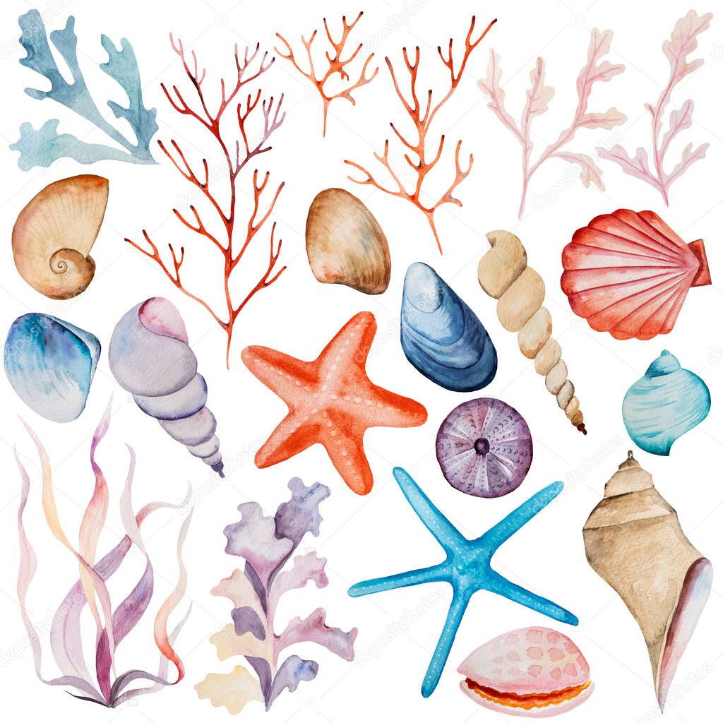 Watercolor beach seaweeds, corals and seashells isolated. Hand drawn Underwater Illustration elements for greeting cards, summer beach wedding invitations, crafting, printing