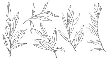 Siyah çizgili Akdeniz zeytin dalları ve yaprakları, izole bir illüstrasyon. Düğün tasarımı için zarif elementler, tebrik kartları ve el işi, metin için yer