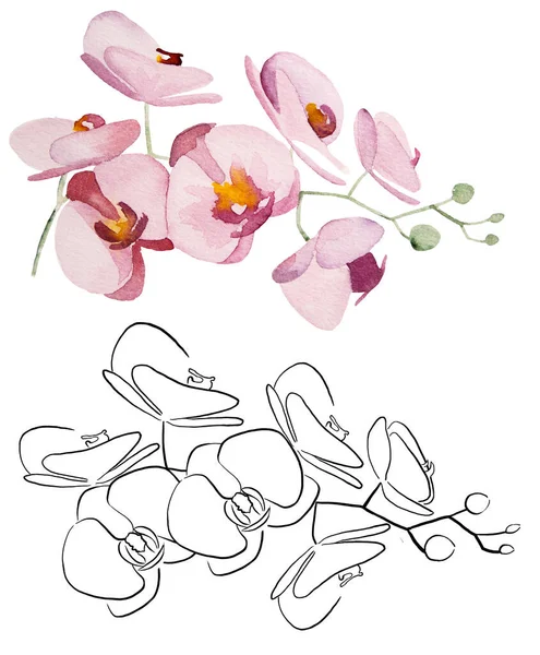 Hand Painted Watercolor Black Outlines Tropical Orchid Flowers Isolated Illustration — Photo