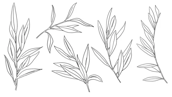 Black Outline Mediterranean Olive Branches Leaves Isolated Illustration Elegant Element — Stock Photo, Image