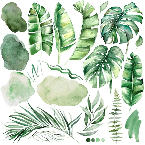 Green Watercolor Tropical Banana Palm Monstera Leaves Spots Illustration Exotic — Stockfoto