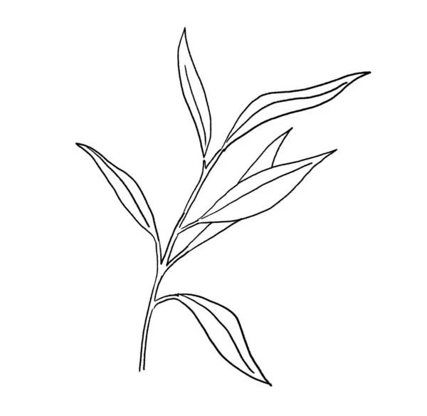 Black Outline Mediterranean Olive Branch Leaves Isolated Illustration Elegant Element — Stok Foto