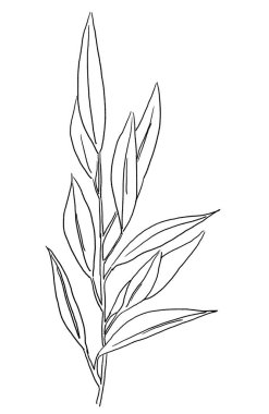 Siyah çizgili Akdeniz zeytin dalı ve yaprakları, izole bir illüstrasyon. Düğün tasarımı için zarif elementler, tebrik kartları ve el işi, metin için yer