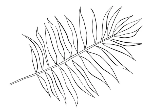Czarny Zarys Tropikalnego Liścia Palmy Odosobniona Ilustracja Elegancki Element Projektowania — Zdjęcie stockowe
