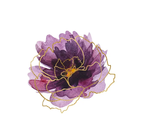 Aquarela Roxo Dourado Peônias Flores Ilustração Isolada Branco Elementos Para — Fotografia de Stock