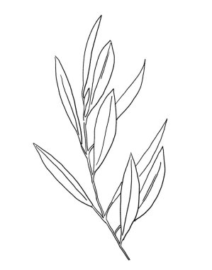 Siyah çizgili Akdeniz zeytin dalı ve yaprakları, izole bir illüstrasyon. Düğün tasarımı için zarif elementler, tebrik kartları ve el işi, metin için yer