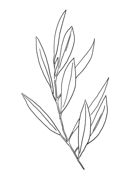 Black Outline Mediterranean Olive Branch Leaves Isolated Illustration Elegant Element — Stock Photo, Image