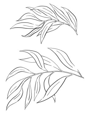 Bahçe bitkilerinin siyah bitki yaprakları izole edilmiş. Düğün tasarımı için zarif elementler, tebrik kartları ve el işi.