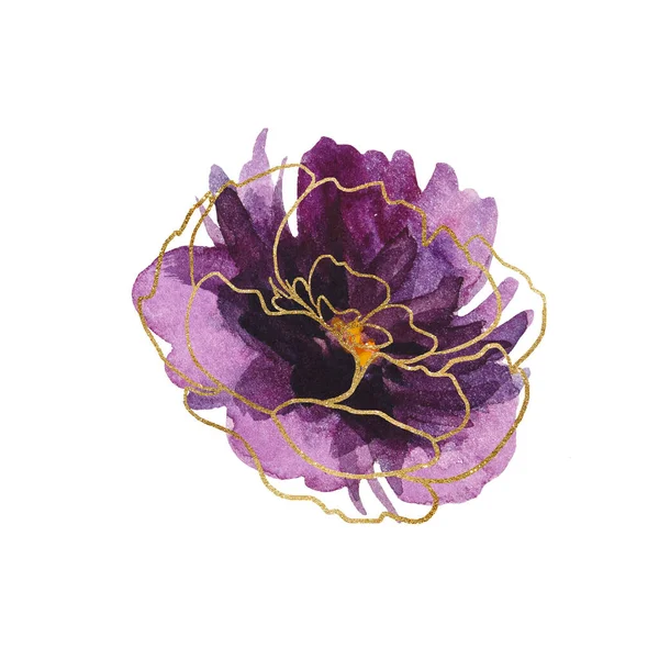 Watercolor Roxo Peônias Douradas Ilustração Isolada Elemento Floral Romântico Para — Fotografia de Stock