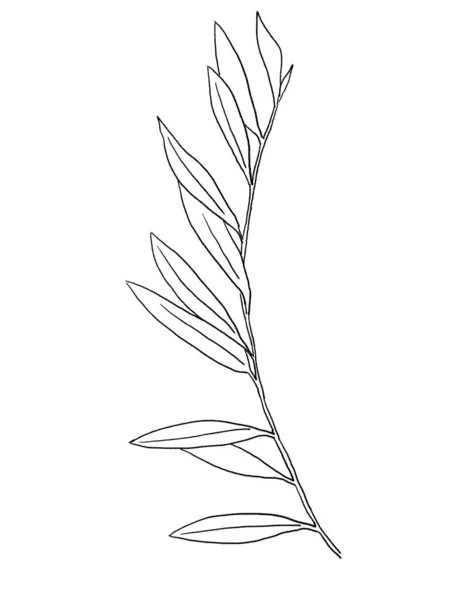 Black Outline Mediterranean Olive Branch Leaves Isolated Illustration Elegant Element — 스톡 사진