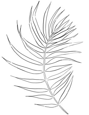 Siyah çizgili tropikal palmiye yaprağı, izole edilmiş illüstrasyon. Düğün tasarımı için zarif elementler, tebrik kartları ve el işi, metin için yer