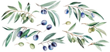 Mavi, yeşil meyveli ve yeşil yapraklı suluboya zeytin dalları izole edilmiş. Düğün tasarımı için zarif yeşillik unsuru, tebrik kartları. Barışın ve saflığın sembolü, zafer ve başarının.