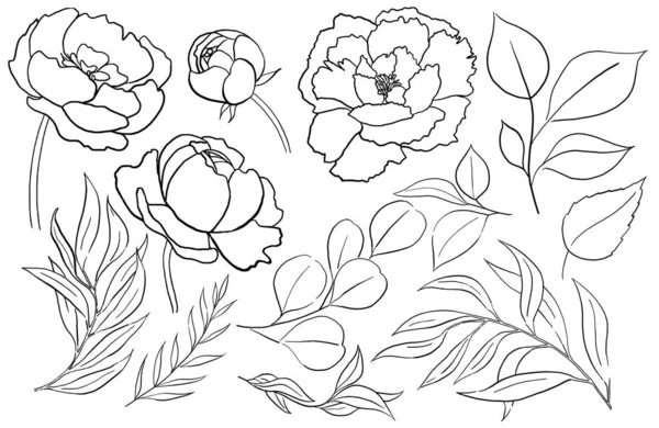 Акварельні Чорні Півонійні Квіти Ілюстрація Садового Листя Ізольовані Романтичні Квіткові — стокове фото