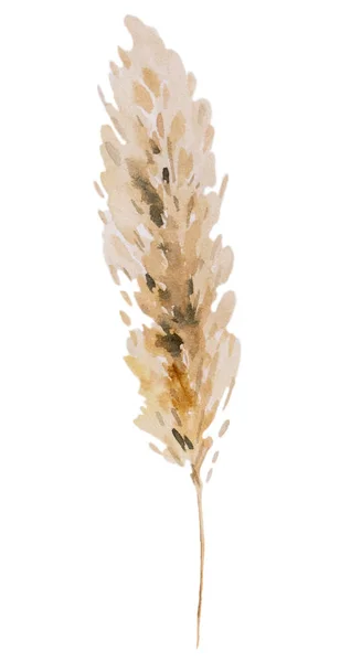 Brown Watercolor Αποξηραμένα Pampas Γρασίδι Boho Τροπική Bohemian Εικόνα Απομονωμένη — Φωτογραφία Αρχείου