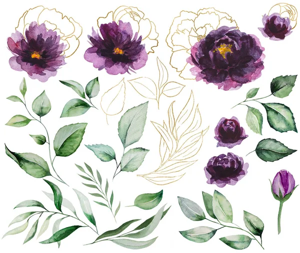 Acuarela Peonías Púrpuras Doradas Hojas Jardín Ilustración Aislada Elemento Floral —  Fotos de Stock