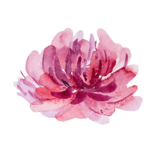 Acquerello Rosa Aster Fiore Illustrazione Isolato Elemento Floreale Dipinto Mano — Foto Stock