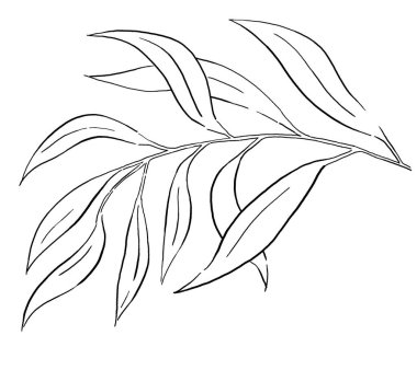 Bahçe bitkilerinin siyah bitki yaprakları izole edilmiş. Düğün tasarımı için zarif elementler, tebrik kartları ve el işi.