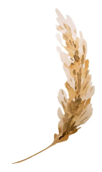 Brown Watercolor Dried Pampas Grass Boho Tropical Bohemian Illustration Isolated — Stock Photo, Image