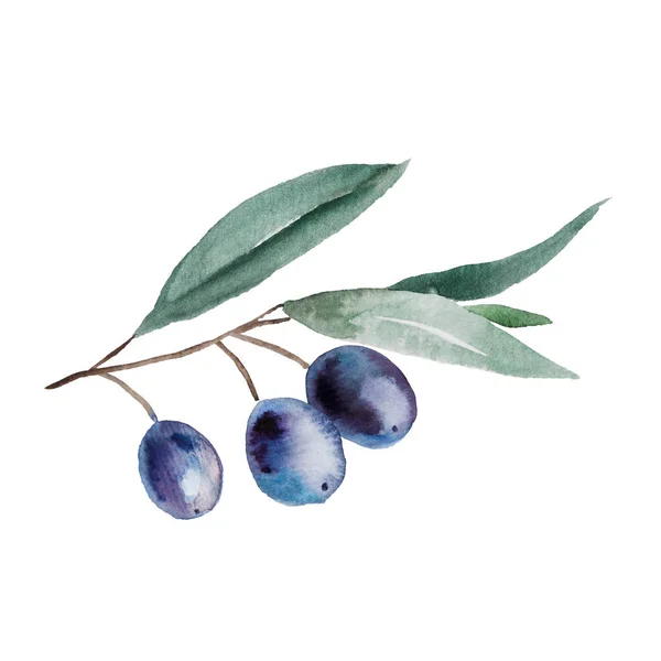 Akvarell Oliv Gren Med Blå Frukter Och Gröna Blad Illustration — Stockfoto