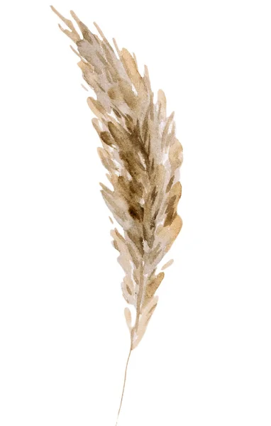 Brown Watercolor Dried Pampas Grass Boho Tropical Bohemian Illustration Isolated — Stock Photo, Image