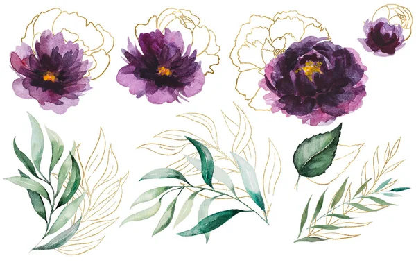 Aquarelle Pivoines Violettes Dorées Feuilles Jardin Illustration Isolée Elément Floral — Photo