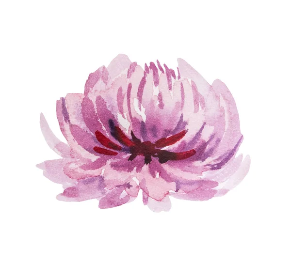 Aquarela Rosa Aster Flor Ilustração Isolada Elemento Floral Pintado Mão — Fotografia de Stock