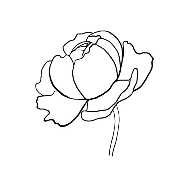 Akwarela Czarny Zarys Piwonia Kwiat Ilustracji Odizolowany Romantyczny Element Kwiatowy — Zdjęcie stockowe