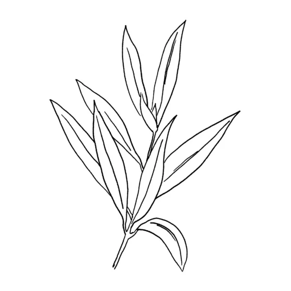 Black Outline Mediterranean Olive Branch Leaves Isolated Illustration Elegant Element — 스톡 사진