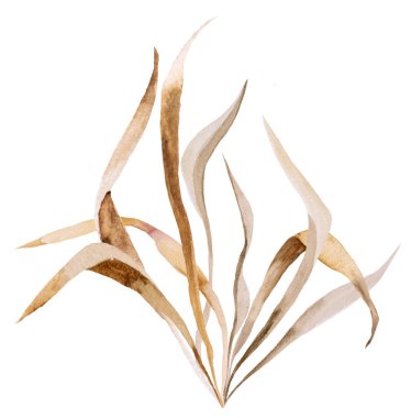 Kahverengi suluboya kurumuş çimen yaprakları, tropik Bohem çizimleri izole edilmiş. Düğün tasarımı, tebrik kartları ve el işi için bej tasarım elementi