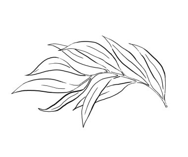 Bahçe bitkilerinin siyah bitki yaprakları izole edilmiş. Düğün tasarımı için zarif elementler, tebrik kartları ve el işi.