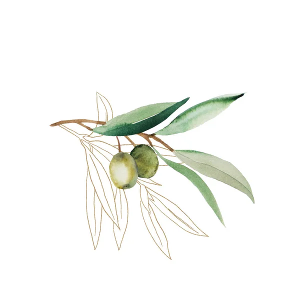 Watercolor olive branch with fruits and green leaves with golden outline illustration isolated. Elegant greenery Element for wedding design, greeting cards. Symbol of peace and purity, victory and achievement
