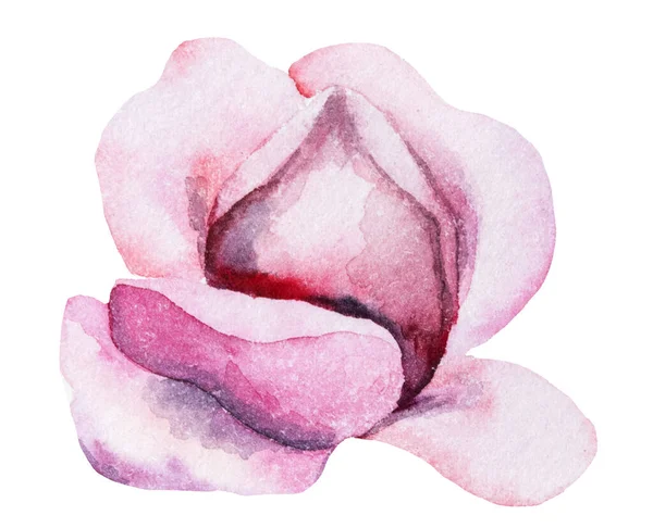 Акварель Светло Розовый Цветок Иллюстрация Изолированы Романтический Цветочный Элемент Свадебных — стоковое фото