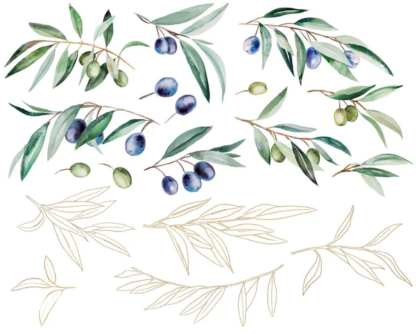 Akvarell Olivkvist Med Frukt Och Gröna Blad Med Gyllene Konturer — Stockfoto