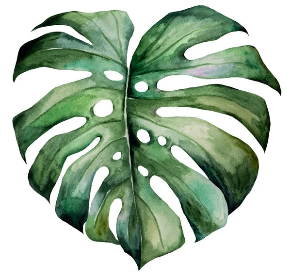 Green Watercolor Monstera Leaf Illustration Tropical Exotic Element Summer Wedding — Stockfoto