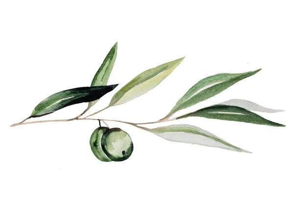 Akvarell Olivkvist Med Frukt Och Gröna Blad Med Gyllene Kontur — Stockfoto