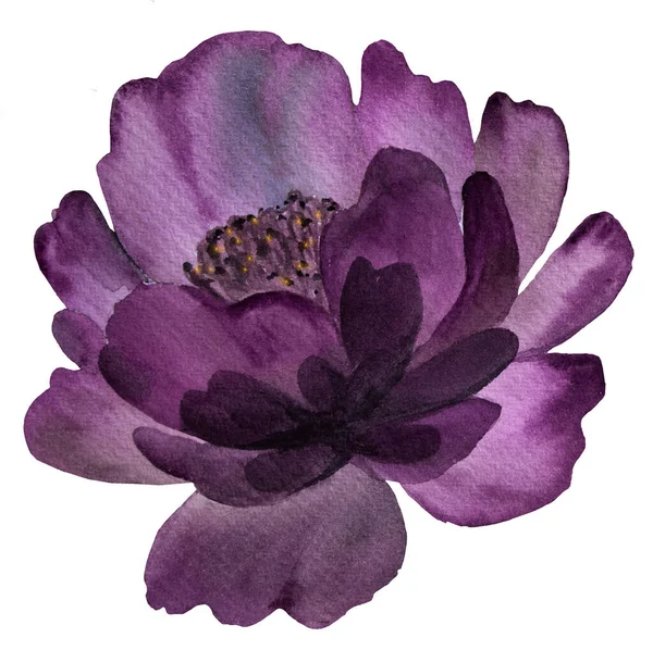Aquarelle Fleur Pivoine Violet Foncé Illustration Isolée Elément Floral Romantique — Photo