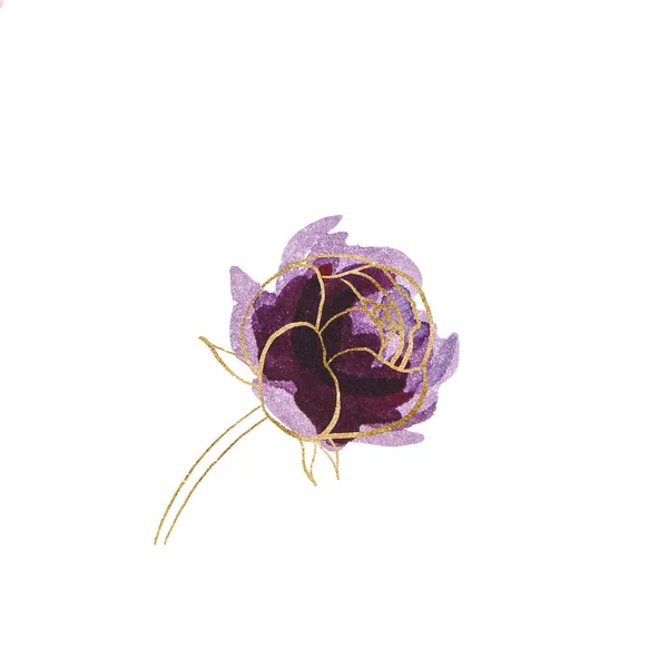 Aquarelle Violet Pivoines Dorées Illustration Isolée Elément Floral Romantique Pour — Photo