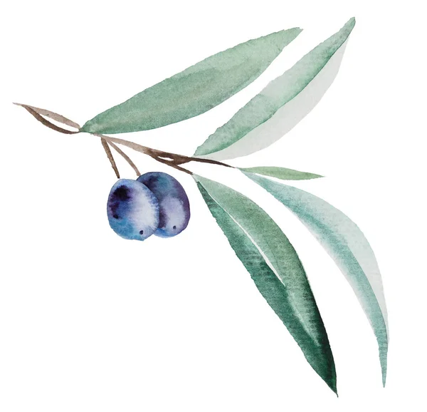 Rama Olivo Acuarela Con Frutos Azules Hojas Verdes Ilustración Aislada — Foto de Stock