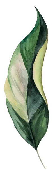 Green Watercolor Banana Leaf Illustration Tropical Exotic Element Summer Wedding — 스톡 사진