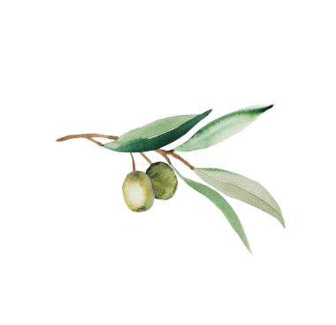 Yeşil meyveli ve yeşil yapraklı suluboya zeytin dalı. Düğün tasarımı için zarif yeşillik unsuru, tebrik kartları. Barışın ve saflığın sembolü, zafer ve başarının.