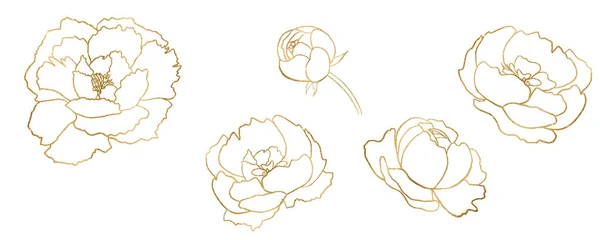 Watercolor Golden White Peony Flowers Illustration Isolated Romantic Floral Elements — Zdjęcie stockowe