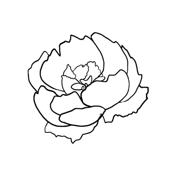 Watercolor Black Outline Peony Flower Illustration Isolated Romantic Floral Element — Stock Photo, Image