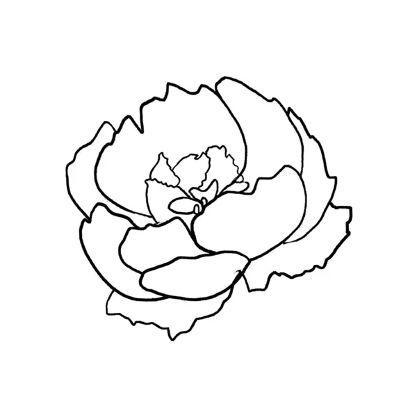 Watercolor black outline  peony flower illustration isolated. Romantic floral Element for wedding stationary, greetings cards