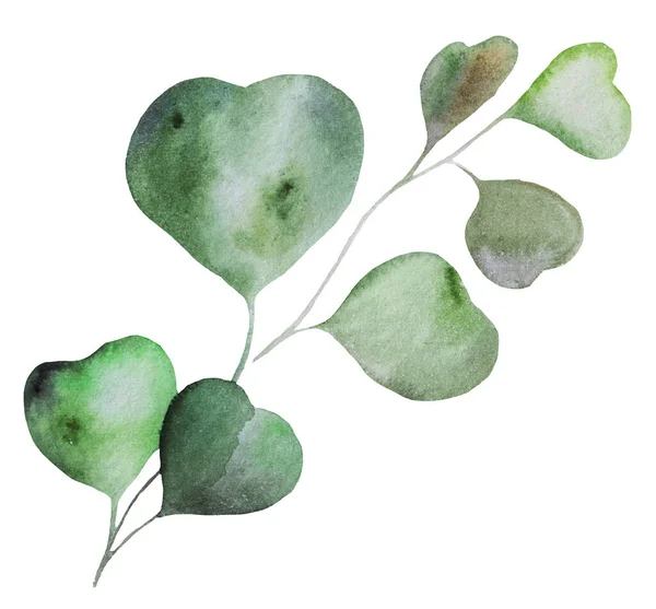 Green Watercolor Eucalyptusleaf Illustration Tropical Exotic Element Summer Wedding Design — Stock Photo, Image