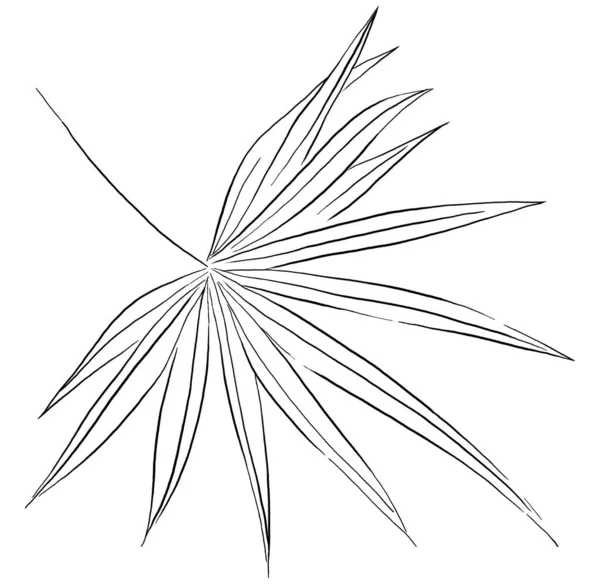 Black Outline Tropical Palm Leaf Illustration Elegant Element Wedding Design — 스톡 사진