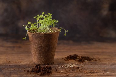 Vegetable or herbs seedlings growing in a biodegradable pot on wooden table close up. Urban Indoor gardening, homegrown plants, germination at home