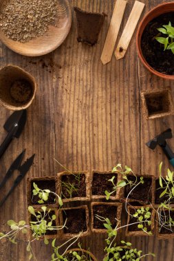 Vegetable and herbs seedlings growing in a biodegradable pots on wooden table top view, copy space. Urban Indoor gardening, homegrown plants, germination at home