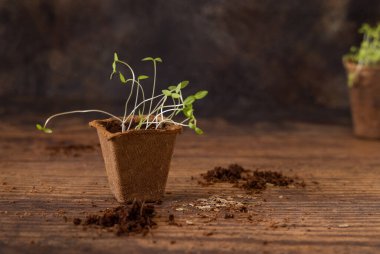 Vegetable or herbs seedlings growing in a biodegradable pot on wooden table close up. Urban Indoor gardening, homegrown plants, germination at home
