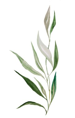 Green watercolor botanical leaf illustration isolated. Garden Element for summer wedding design, greeting cards and crafting