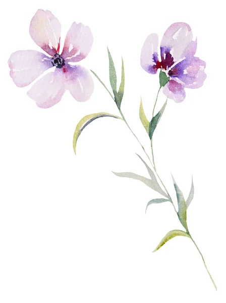 Светло Фиолетовая Акварель Полевые Цветы Листья Иллюстрация Изолированные Цветочный Элемент — стоковое фото